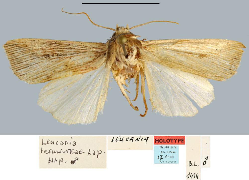 /filer/webapps/moths/media/images/T/teruworkae_Leucania_HT_MNHN.jpg