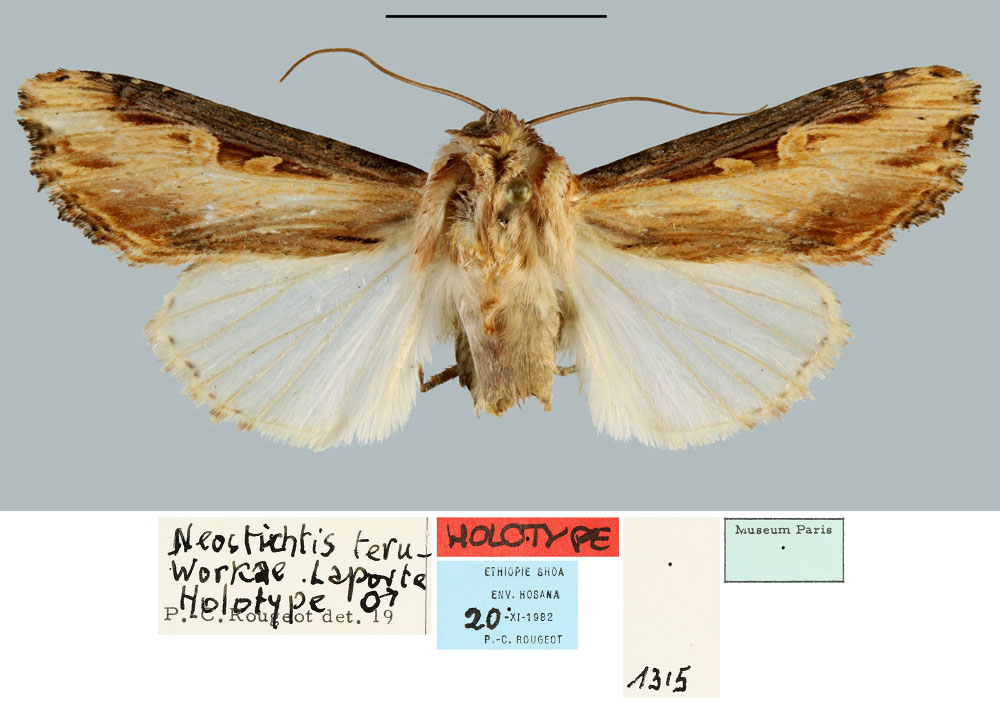 /filer/webapps/moths/media/images/T/teruworkae_Neostichtis_HT_MNHN.jpg