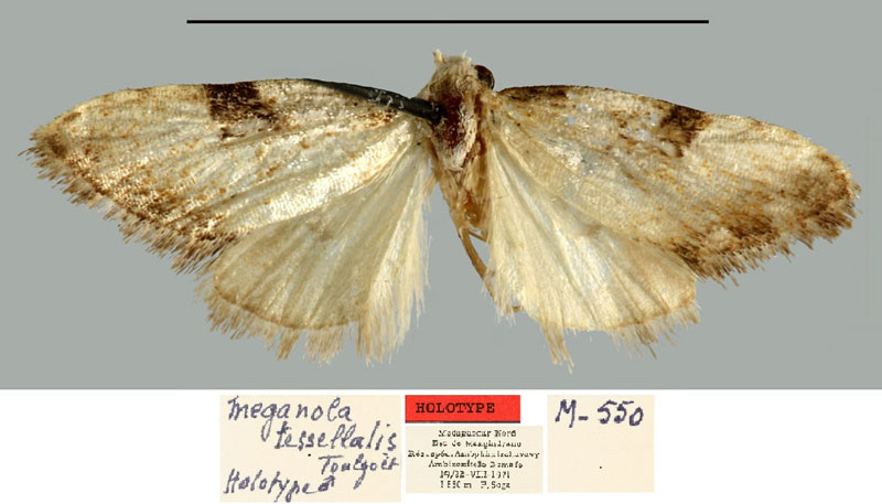 /filer/webapps/moths/media/images/T/tessellalis_Meganola_HT_MNHN.jpg