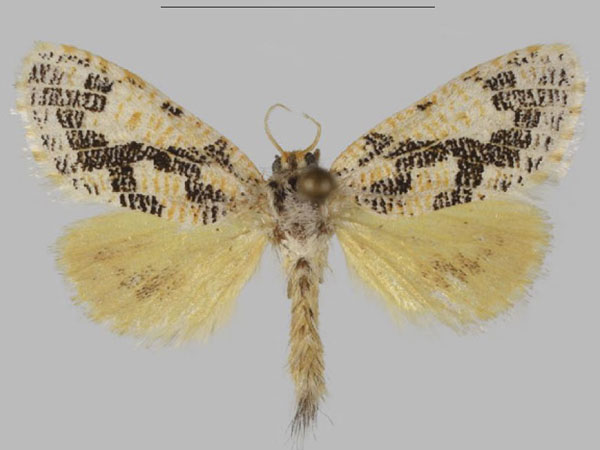 /filer/webapps/moths/media/images/T/tessellata_Hermannstaudeilla_AF_Mueller.jpg