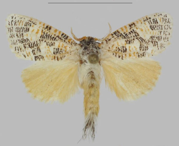 /filer/webapps/moths/media/images/T/tessellata_Hermannstaudeilla_AM_ANHRT.jpg