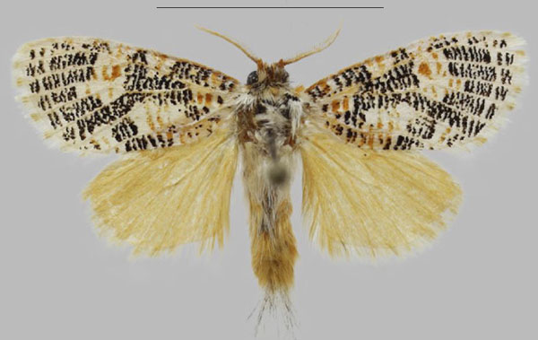 /filer/webapps/moths/media/images/T/tessellata_Hermannstaudeilla_AM_Yakovlev.jpg