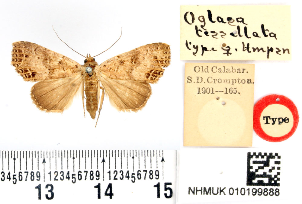 /filer/webapps/moths/media/images/T/tessellata_Oglasa_STF_BMNH_01.jpg
