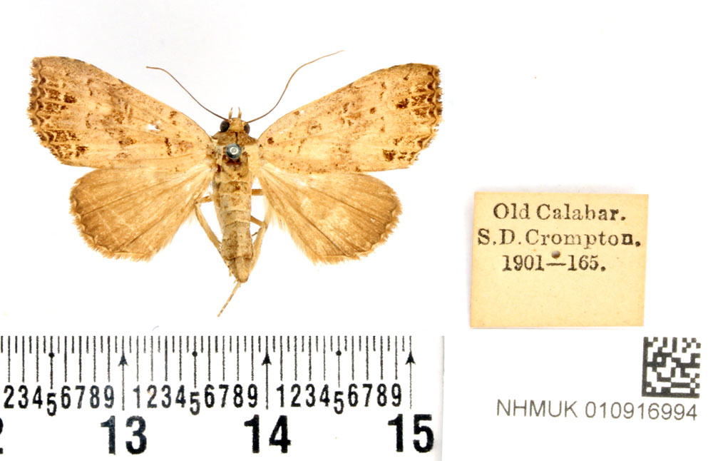 /filer/webapps/moths/media/images/T/tessellata_Oglasa_STF_BMNH_02.jpg