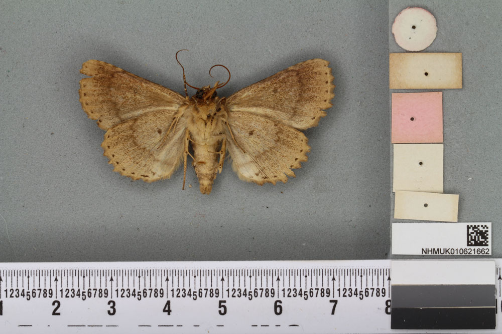 /filer/webapps/moths/media/images/T/tessellata_Polydesma_HT_BMNHb.jpg