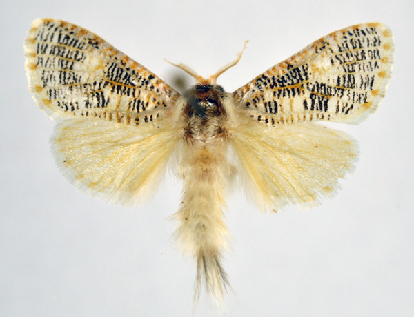 /filer/webapps/moths/media/images/T/tessellata_Salagena_AM_NHMO_02.jpg