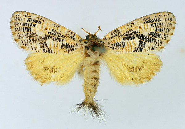 /filer/webapps/moths/media/images/T/tessellata_Salagena_AM_TMSA_01.jpg
