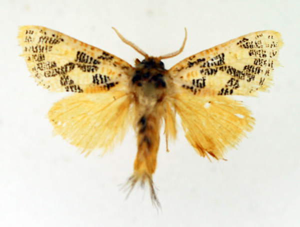 /filer/webapps/moths/media/images/T/tessellata_Salagena_AM_TMSA_02.jpg