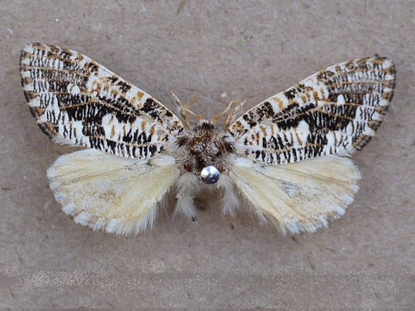 /filer/webapps/moths/media/images/T/tessellata_Salagena_A_Butler.JPG