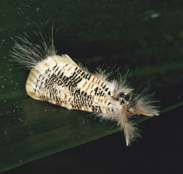 /filer/webapps/moths/media/images/T/tessellata_Salagena_A_Roland_04.jpg