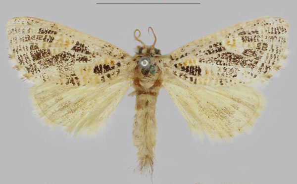 /filer/webapps/moths/media/images/T/tessellata_Salagena_HT_NHMUK.jpg