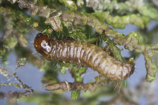 /filer/webapps/moths/media/images/T/tessellatus_Crambus_C_Heckford.jpg