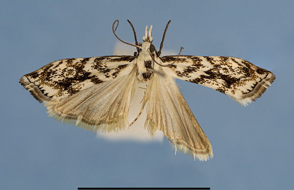 /filer/webapps/moths/media/images/T/tessellatus_Kenya_7724a.jpg