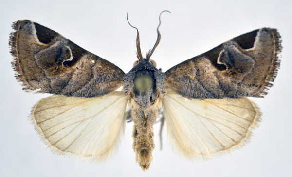 /filer/webapps/moths/media/images/T/tessenei_Brevipecten_AM_NHMO_01.jpg