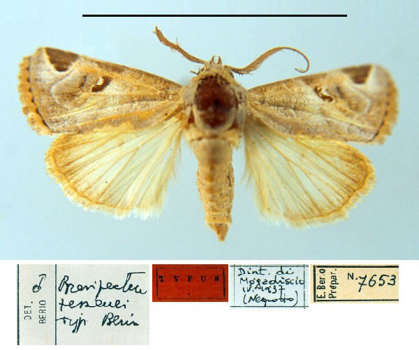 /filer/webapps/moths/media/images/T/tessenei_Brevipecten_HT_MSNM.jpg