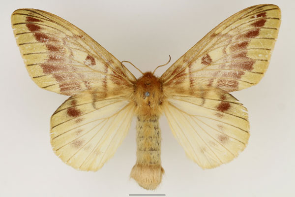 /filer/webapps/moths/media/images/T/tessmanni_Lechriolepis_AF_Basquin_01.jpg