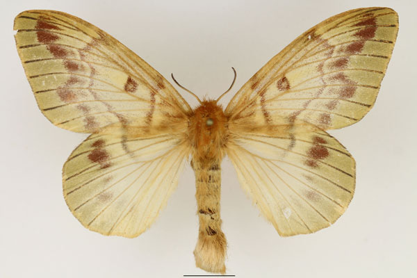 /filer/webapps/moths/media/images/T/tessmanni_Lechriolepis_AF_Basquin_02.jpg