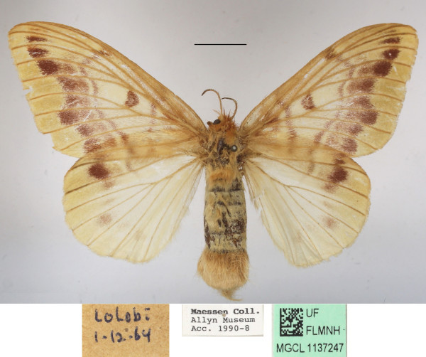 /filer/webapps/moths/media/images/T/tessmanni_Lechriolepis_AF_MGCLa_01.jpg
