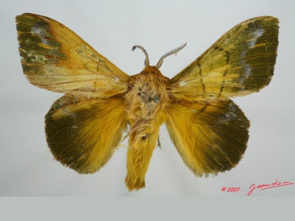/filer/webapps/moths/media/images/T/tessmanni_Lechriolepis_AM_Alberta_01.jpg