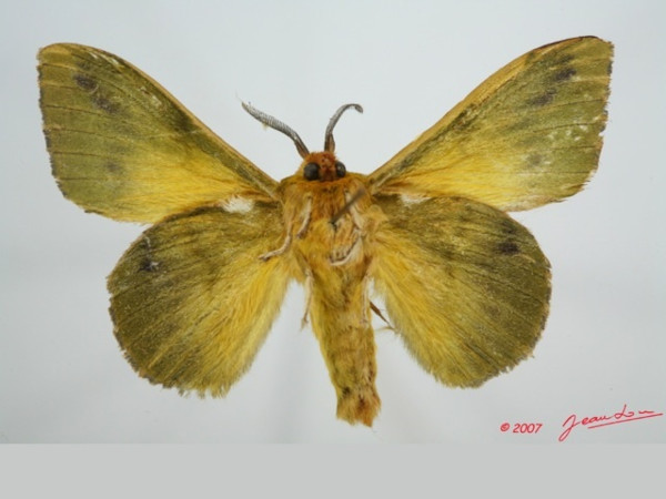 /filer/webapps/moths/media/images/T/tessmanni_Lechriolepis_AM_Albertb_01.jpg
