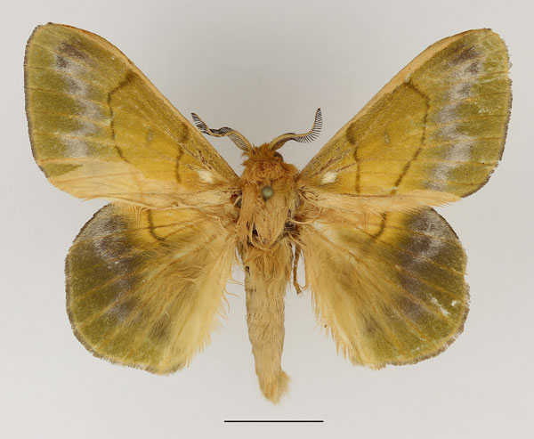 /filer/webapps/moths/media/images/T/tessmanni_Lechriolepis_AM_Basquin_01.jpg