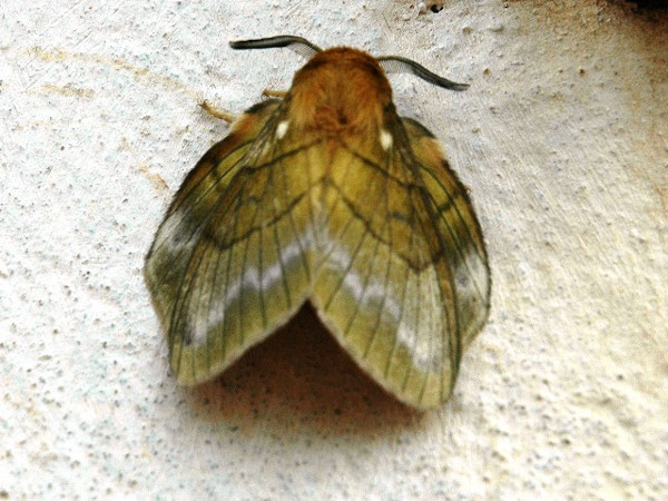 /filer/webapps/moths/media/images/T/tessmanni_Lechriolepis_A_Voaden.jpg