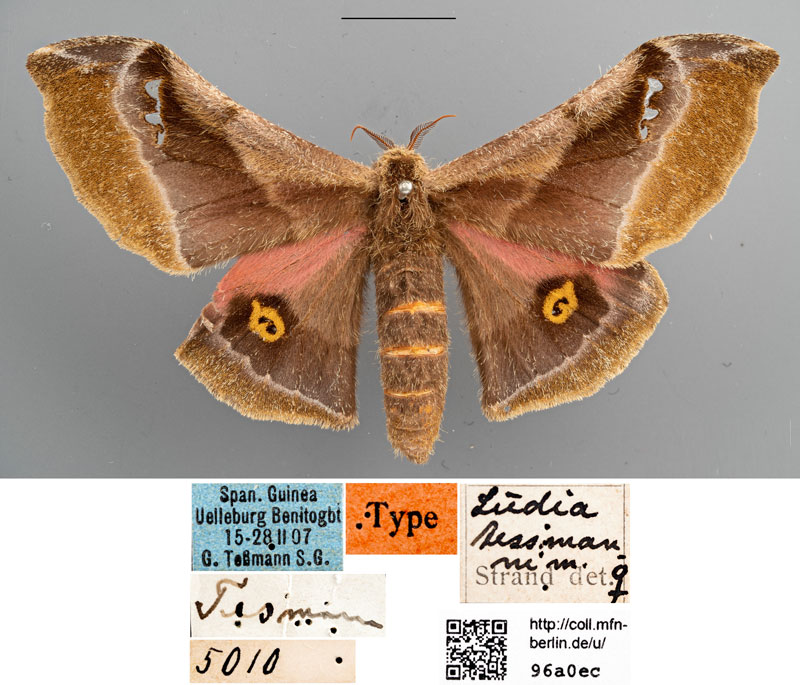 /filer/webapps/moths/media/images/T/tessmanni_Ludia_HT_ZMHBa.jpg