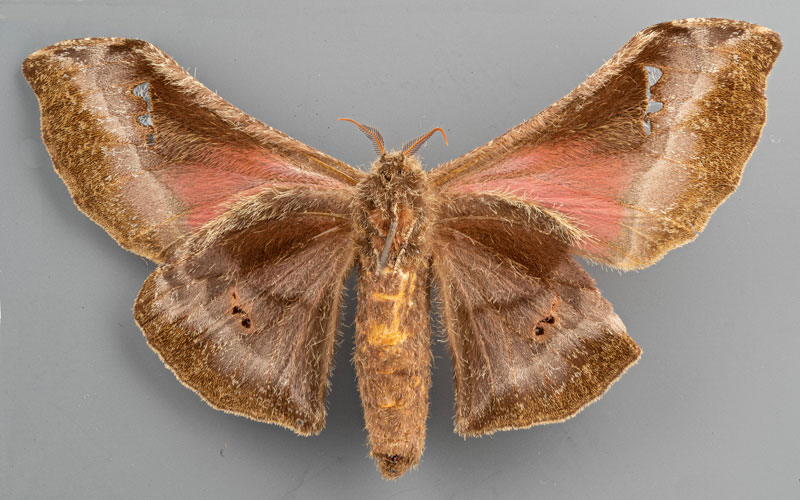 /filer/webapps/moths/media/images/T/tessmanni_Ludia_HT_ZMHBb.jpg