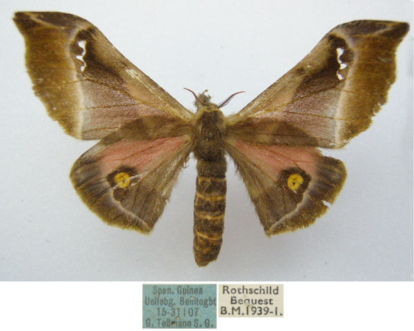 /filer/webapps/moths/media/images/T/tessmanni_Ludia_STF_NHMUKa.jpg