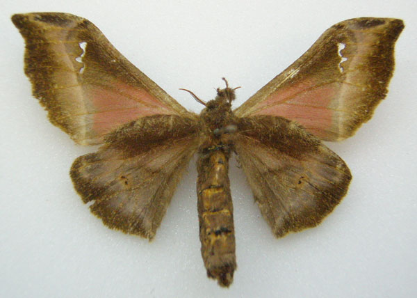 /filer/webapps/moths/media/images/T/tessmanni_Ludia_STF_NHMUKb.jpg