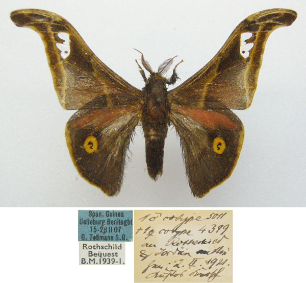 /filer/webapps/moths/media/images/T/tessmanni_Ludia_STM_NHMUKa.jpg