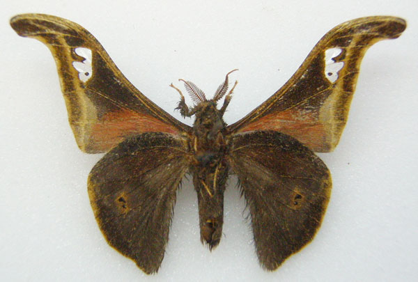 /filer/webapps/moths/media/images/T/tessmanni_Ludia_STM_NHMUKb.jpg