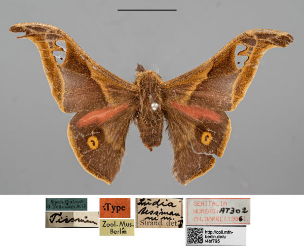 /filer/webapps/moths/media/images/T/tessmanni_Ludia_STM_ZMHBa.jpg