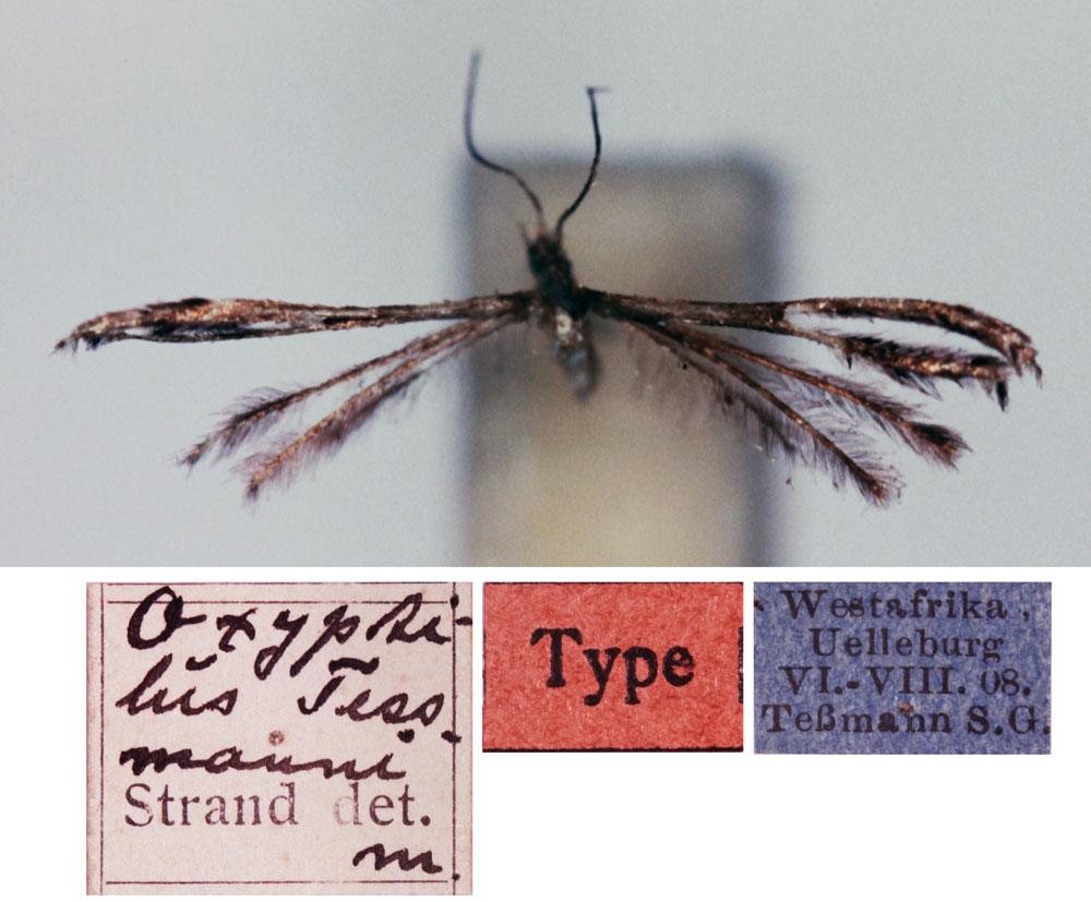 /filer/webapps/moths/media/images/T/tessmanni_Oxyptilus_HT_ZMHB.jpg