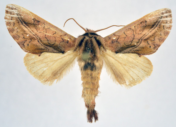 /filer/webapps/moths/media/images/T/tessmanni_Scalmicauda_AM_NHMO.jpg