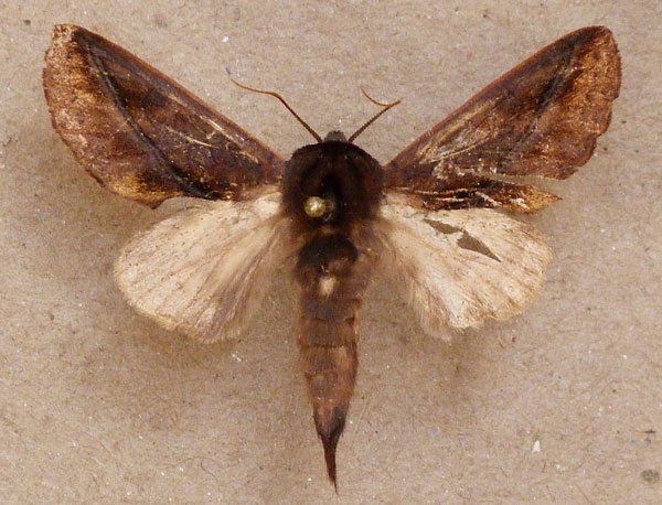 /filer/webapps/moths/media/images/T/tessmanni_Scalmicauda_A_Butler.jpg