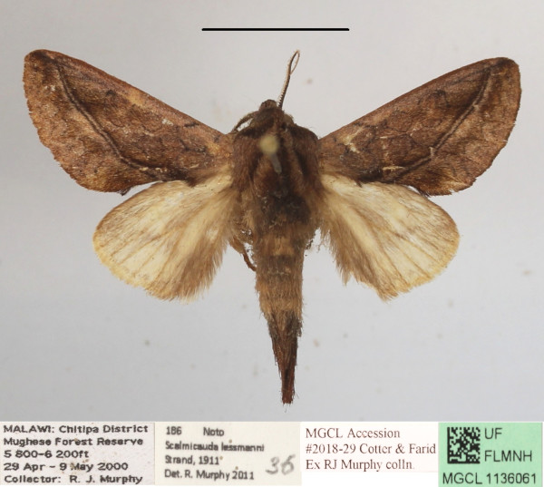 /filer/webapps/moths/media/images/T/tessmanni_Scalmicauda_A_MGCLa_02.JPG