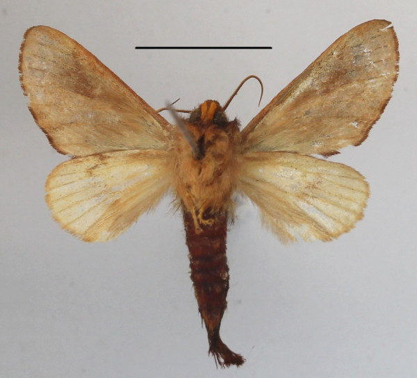 /filer/webapps/moths/media/images/T/tessmanni_Scalmicauda_A_MGCLb_01.JPG