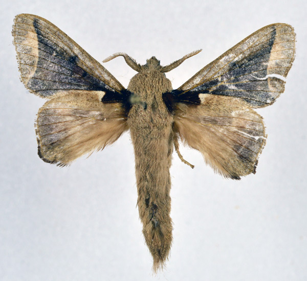 /filer/webapps/moths/media/images/T/tessmanni_Stoermeriana_AM_NHMO.jpg