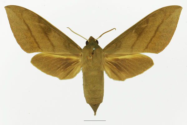 /filer/webapps/moths/media/images/T/tessmanni_Theretra_AF_Basquina.jpg