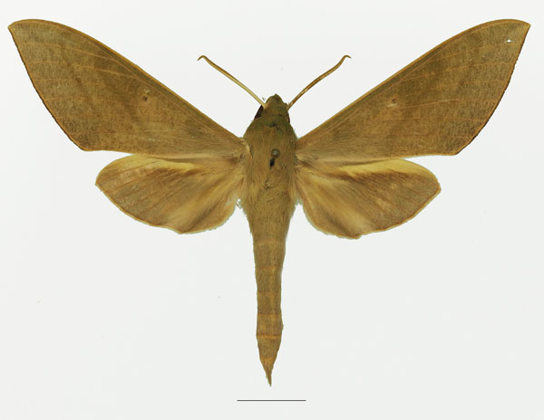 /filer/webapps/moths/media/images/T/tessmanni_Theretra_AM_Basquin_02a.jpg
