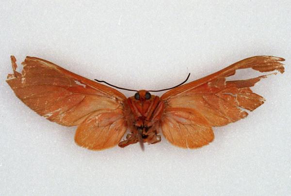 /filer/webapps/moths/media/images/T/testacea_Balacra_HT_SNHM_02.jpg