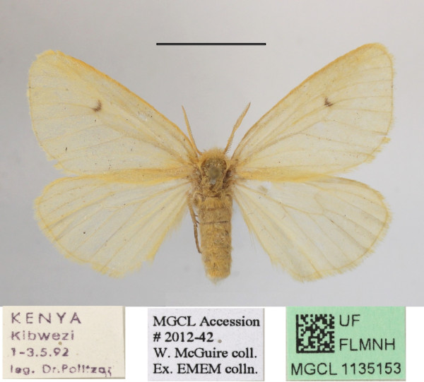 /filer/webapps/moths/media/images/T/testacea_Cropera_AF_MGCLa_02.jpg