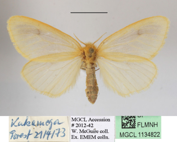 /filer/webapps/moths/media/images/T/testacea_Cropera_AM_MGCLa_01.jpg