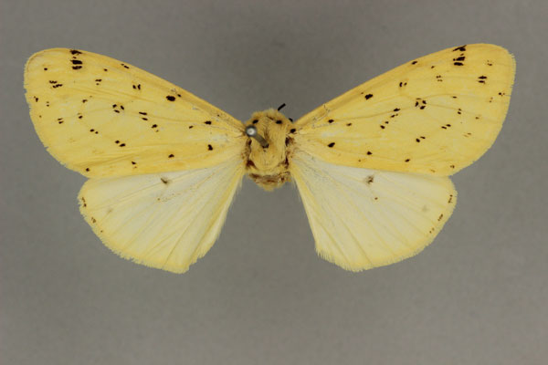 /filer/webapps/moths/media/images/T/testacea_Eyralpenus_AF_BMNH.jpg
