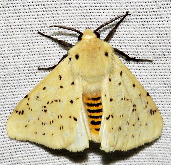 /filer/webapps/moths/media/images/T/testacea_Eyralpenus_A_Braun_06.jpg