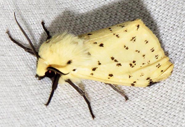 /filer/webapps/moths/media/images/T/testacea_Eyralpenus_A_Braun_07.jpg
