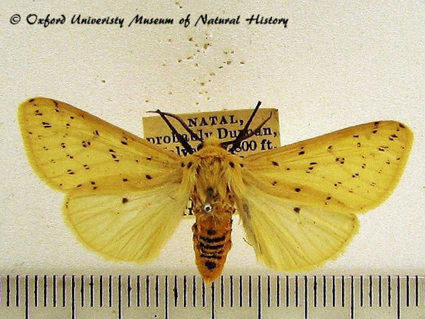 /filer/webapps/moths/media/images/T/testacea_Eyralpenus_A_OUMNH.jpg