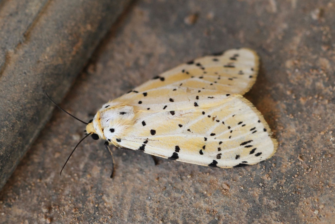 /filer/webapps/moths/media/images/T/testacea_Eyralpenus_A_Voaden_01.jpg