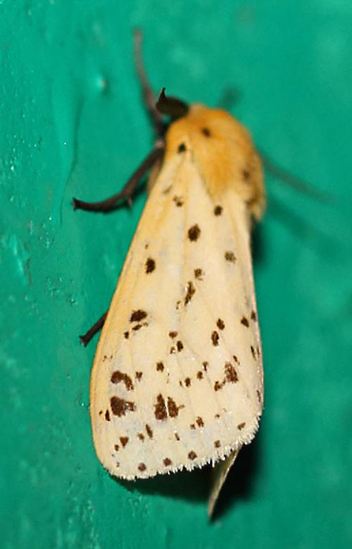 /filer/webapps/moths/media/images/T/testacea_Eyralpenus_A_Voaden_02.jpg